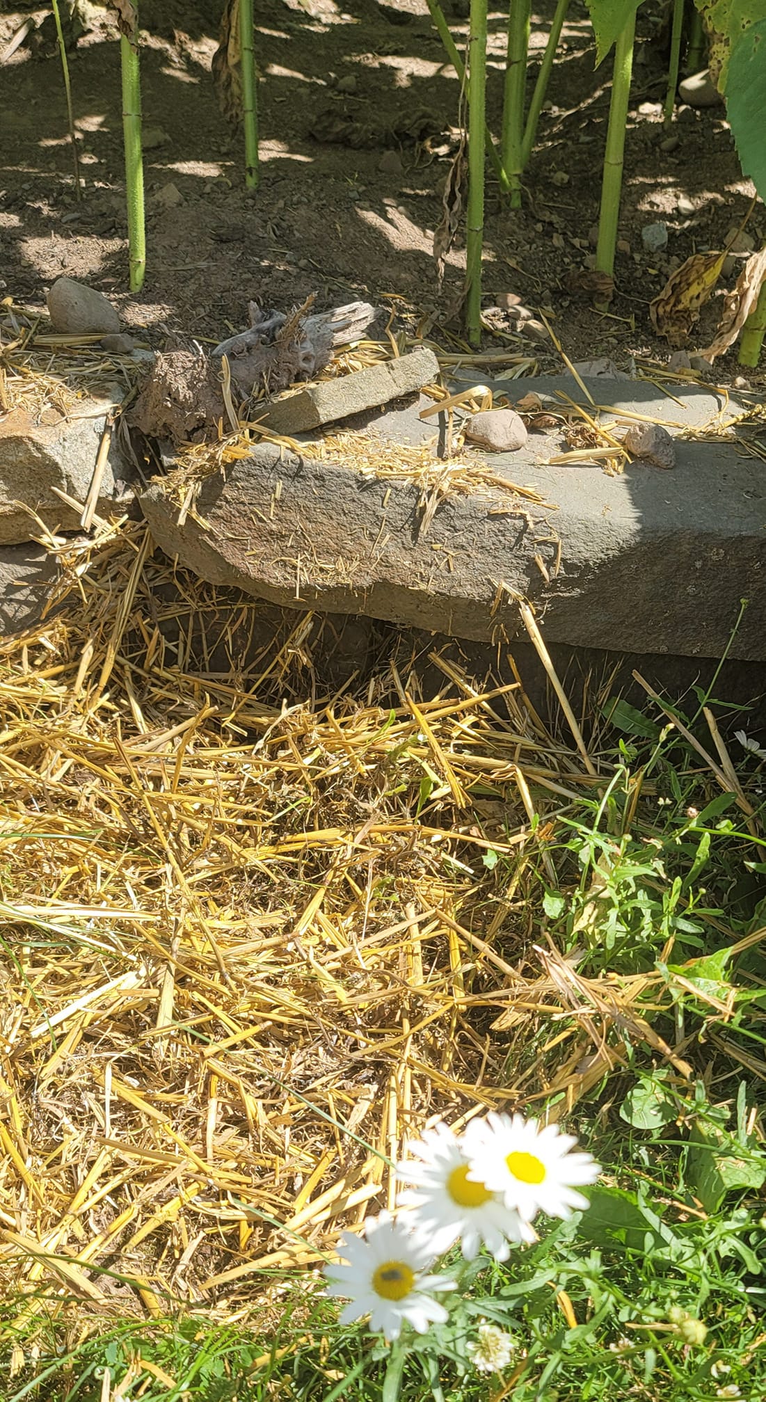 Daily Encouragement & Specials What is a Signal Grace? Cukierski Family