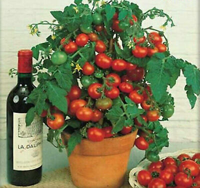 SWEETIE TOMATO SEEDS PLUS GROWING INSTRUCTIONS AND RECIPES