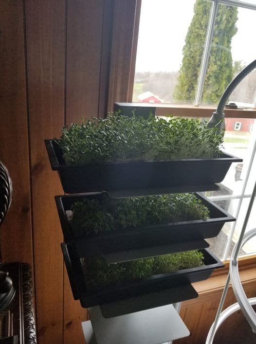 HEIRLOOM VEGETABLE SEED COLLECTION