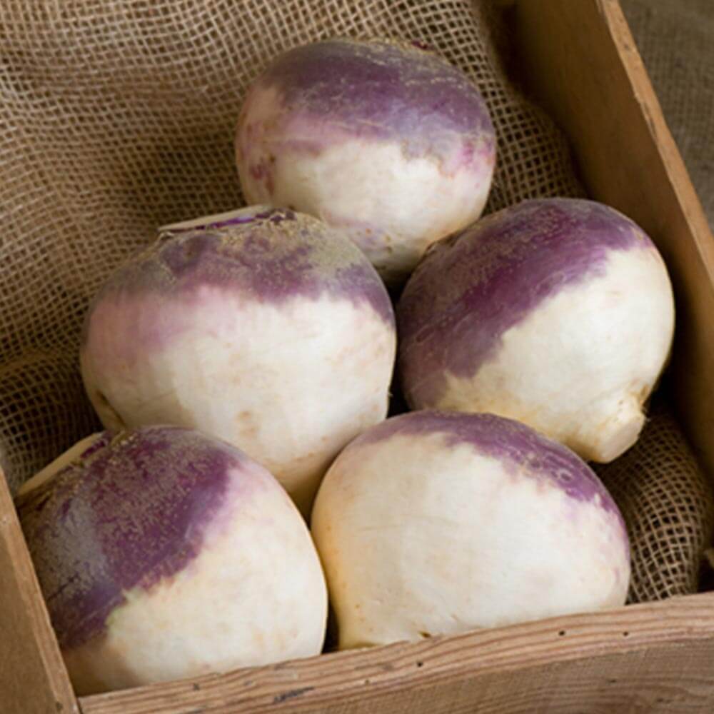 Seeds- Rutabaga (Helenor)