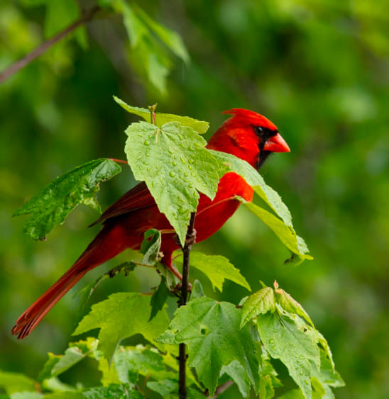 Daily Encouragement & Specials- What does it mean when you see a Cardinal?