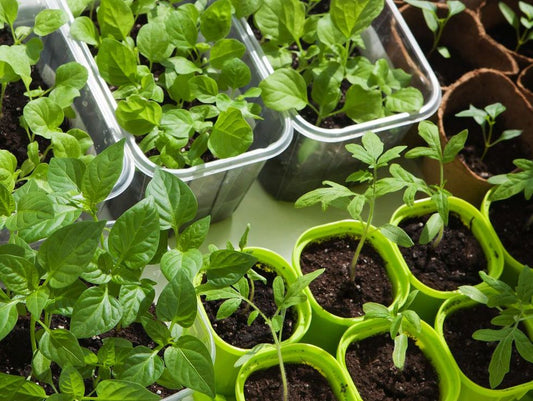 The Indoor Homesteader- Chapter 2 Pick A Spot
