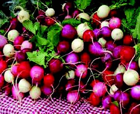 EASTER EGG RADISH SEED HISTORY, GROWING INSTRUCTIONS AND RECIPES- Pediatric Fundraiser