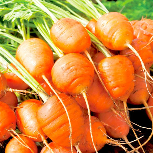 Seeds-Wendy's favorite Paris Market Carrot (Atlas)