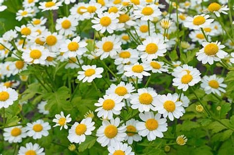 Seeds-Feverfew (Nature's Ibuprofen!)