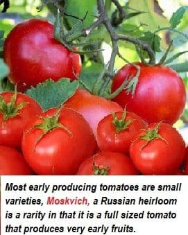 Seeds- Moskvich Organic Tomato