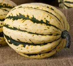 Seeds-Jester Delicata Squash