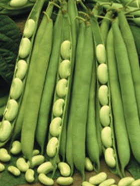Seeds- Flagrano Bean Seed