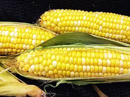 Seeds-Early Sunglow Hybrid Corn