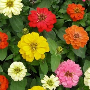 Seeds- Zinnias